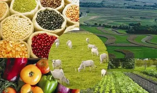 農產品與農副產品的區別 從田間到餐桌的產業鏈解析
